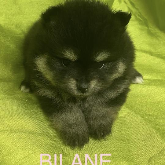 chiot Spitz allemand BILANE spitz à réserver Domaine de la Chantelaie