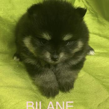 chiot Spitz allemand BILANE spitz à réserver Domaine de la Chantelaie