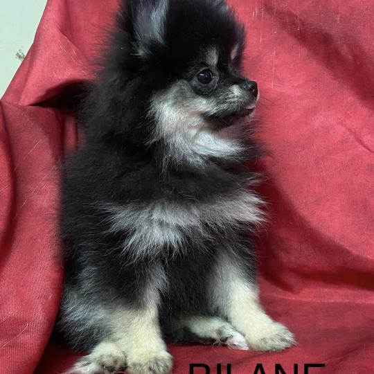 chiot Spitz allemand BILANE spitz naine DISPONIBLE Domaine de la Chantelaie