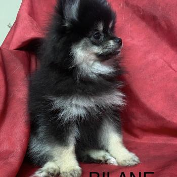 chiot Spitz allemand BILANE spitz naine DISPONIBLE Domaine de la Chantelaie