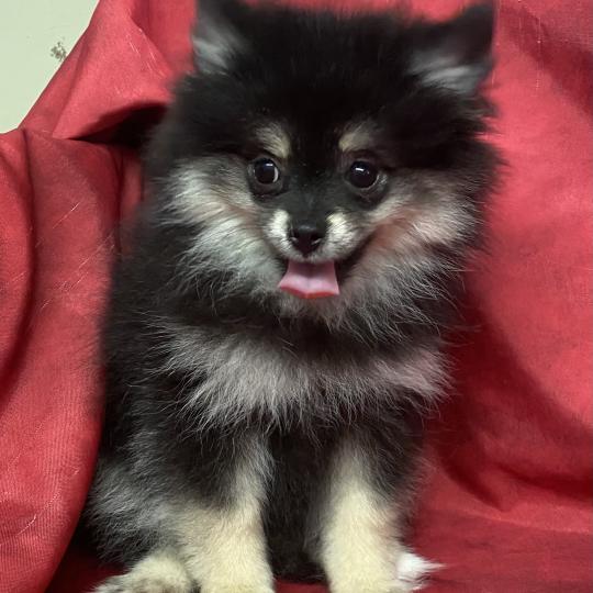 chiot Spitz allemand BILANE spitz naine DISPONIBLE Domaine de la Chantelaie