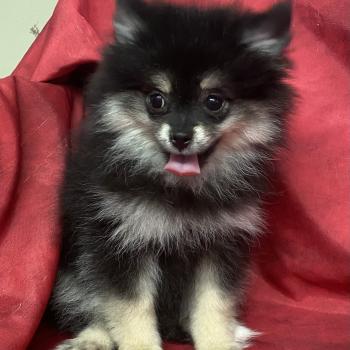 chiot Spitz allemand BILANE spitz naine DISPONIBLE Domaine de la Chantelaie