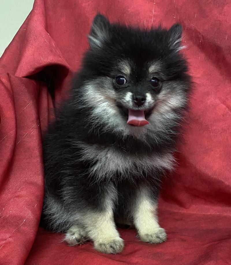 BILANE spitz naine DISPONIBLE Femelle Spitz allemand