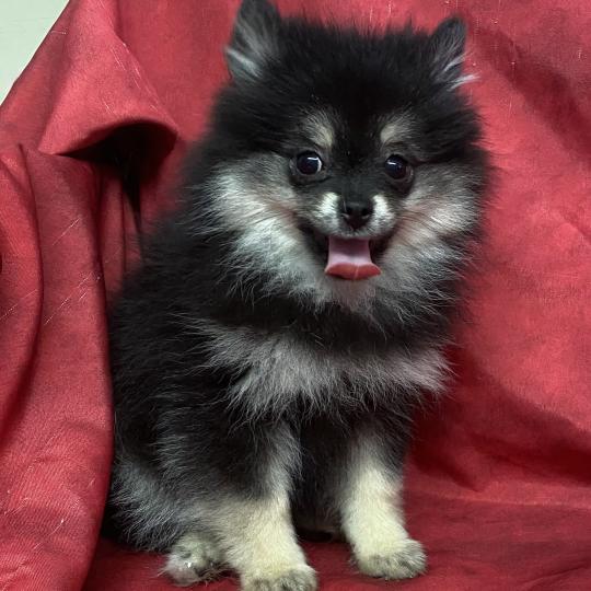 chiot Spitz allemand BILANE spitz naine DISPONIBLE Domaine de la Chantelaie