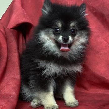 chiot Spitz allemand BILANE spitz naine DISPONIBLE Domaine de la Chantelaie