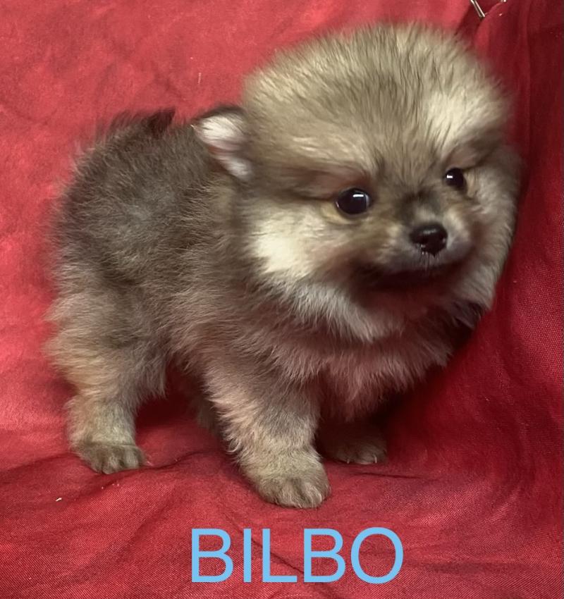 BILBO spitz à réserver Mâle Spitz allemand