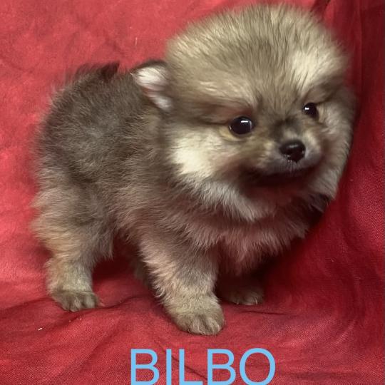 chiot Spitz allemand BILBO spitz à réserver Domaine de la Chantelaie