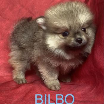 chiot Spitz allemand BILBO spitz à réserver Domaine de la Chantelaie