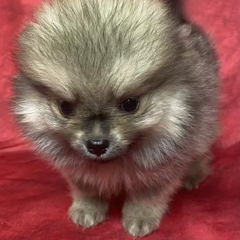 chiot Spitz allemand BILBO spitz à réserver Domaine de la Chantelaie