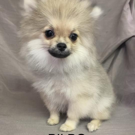 chiot Spitz allemand BILBO spitz nain DISPONIBLE Domaine de la Chantelaie