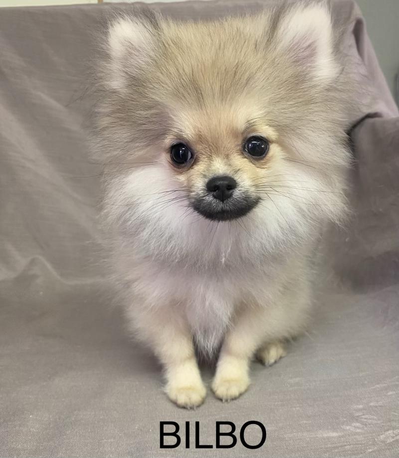 BILBO spitz nain DISPONIBLE Mâle Spitz allemand