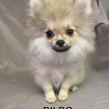 chiot Spitz allemand BILBO spitz nain DISPONIBLE Domaine de la Chantelaie