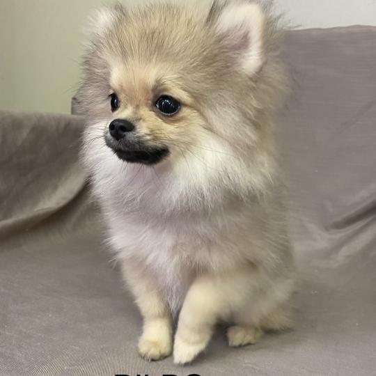 chiot Spitz allemand BILBO spitz nain DISPONIBLE Domaine de la Chantelaie