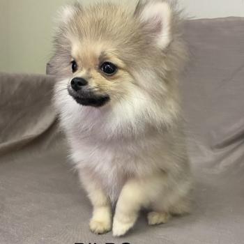 chiot Spitz allemand BILBO spitz nain DISPONIBLE Domaine de la Chantelaie