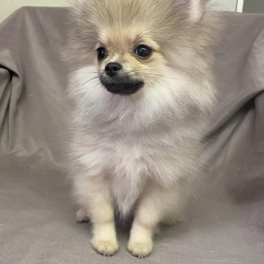 chiot Spitz allemand BILBO spitz nain DISPONIBLE Domaine de la Chantelaie