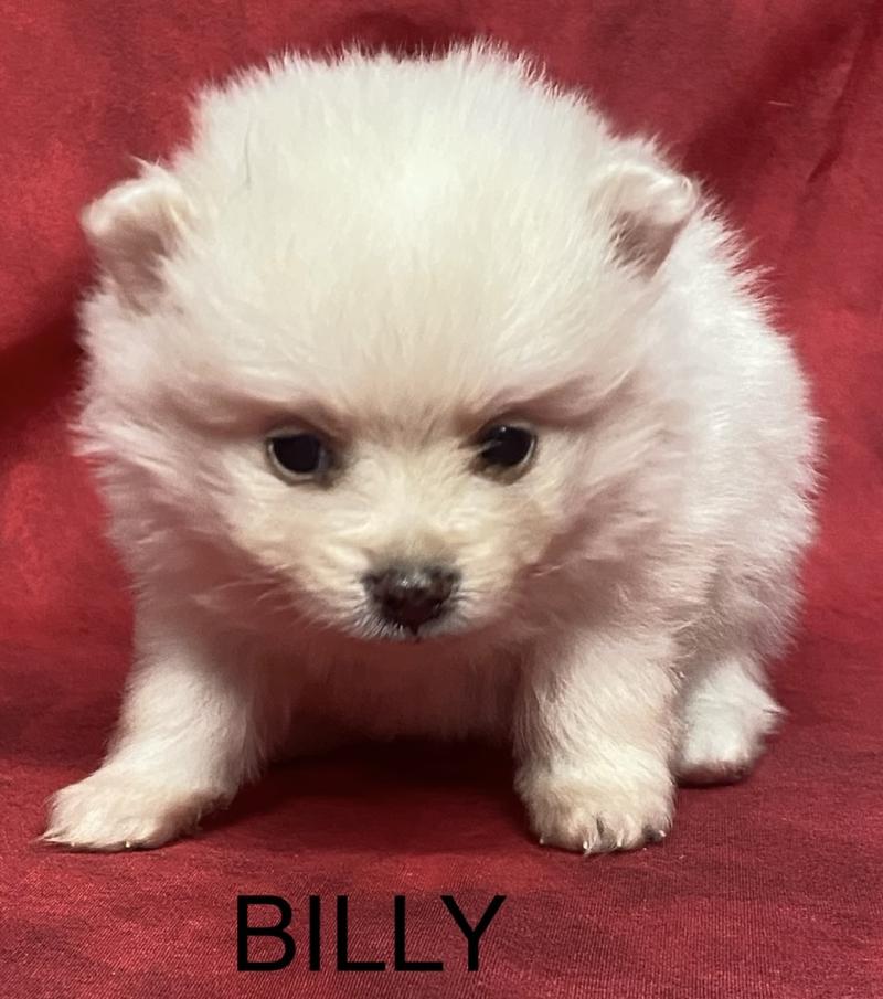 BILLY spitz à réserver Mâle Spitz allemand