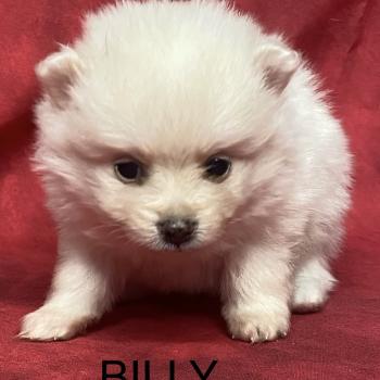 chiot Spitz allemand BILLY spitz à réserver Domaine de la Chantelaie