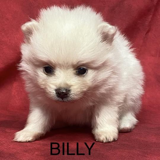 chiot Spitz allemand BILLY spitz à réserver Domaine de la Chantelaie