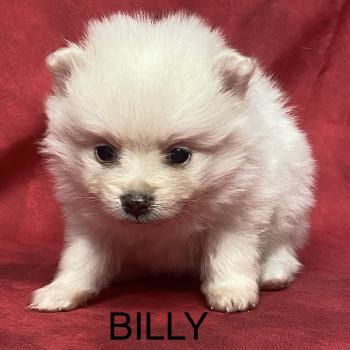 chiot Spitz allemand BILLY spitz à réserver Domaine de la Chantelaie