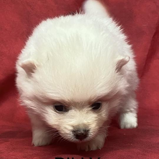 chiot Spitz allemand BILLY spitz à réserver Domaine de la Chantelaie