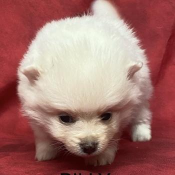 chiot Spitz allemand BILLY spitz à réserver Domaine de la Chantelaie