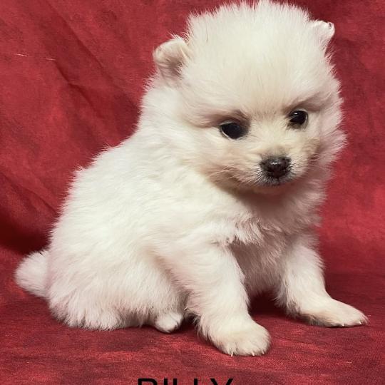 chiot Spitz allemand BILLY spitz à réserver Domaine de la Chantelaie
