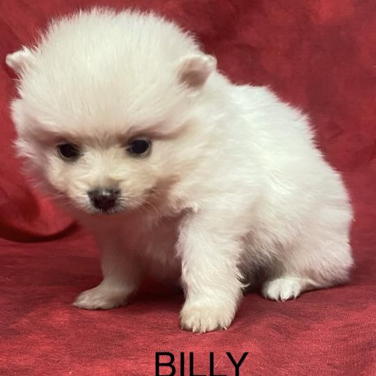 chiot Spitz allemand BILLY spitz à réserver Domaine de la Chantelaie