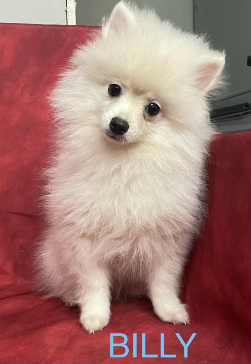 BILLY spitz nain DISPONIBLE Mâle Spitz allemand