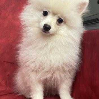 chiot Spitz allemand BILLY spitz nain disponible Domaine de la Chantelaie