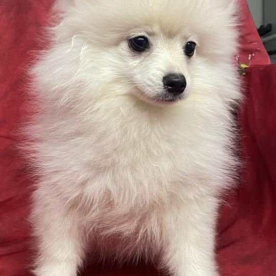 chiot Spitz allemand BILLY spitz nain disponible Domaine de la Chantelaie