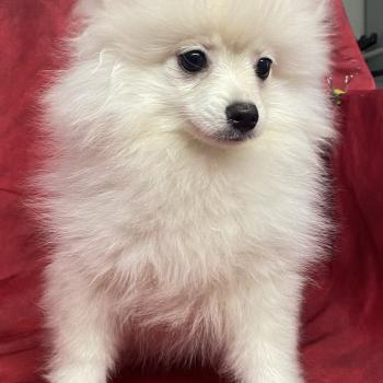 chiot Spitz allemand BILLY spitz nain disponible Domaine de la Chantelaie
