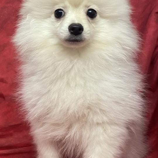 chiot Spitz allemand BILLY spitz nain disponible Domaine de la Chantelaie