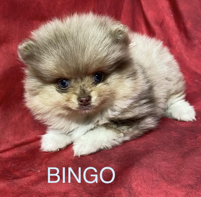 BINGO spitz nain disponible Mâle Spitz allemand
