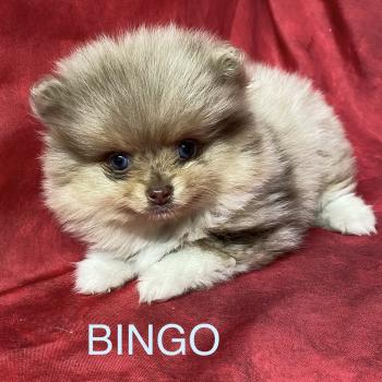chiot Spitz allemand BINGO spitz nain disponible Domaine de la Chantelaie