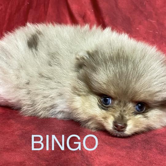 chiot Spitz allemand BINGO spitz nain disponible Domaine de la Chantelaie