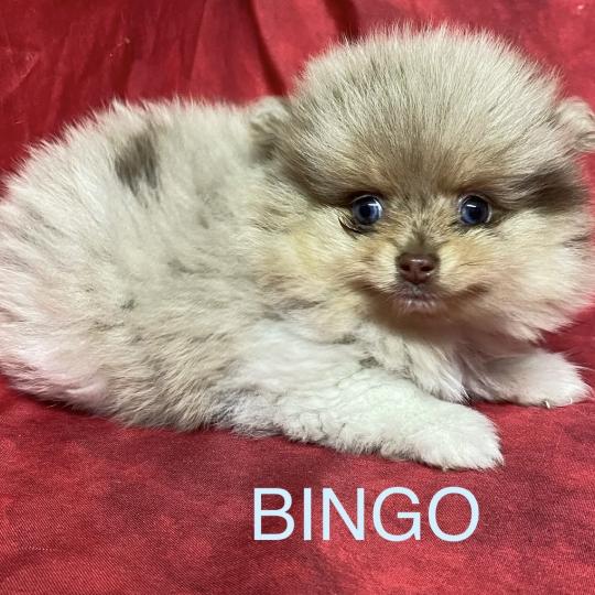 chiot Spitz allemand BINGO spitz nain disponible Domaine de la Chantelaie