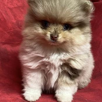 chiot Spitz allemand BINGO spitz nain disponible Domaine de la Chantelaie