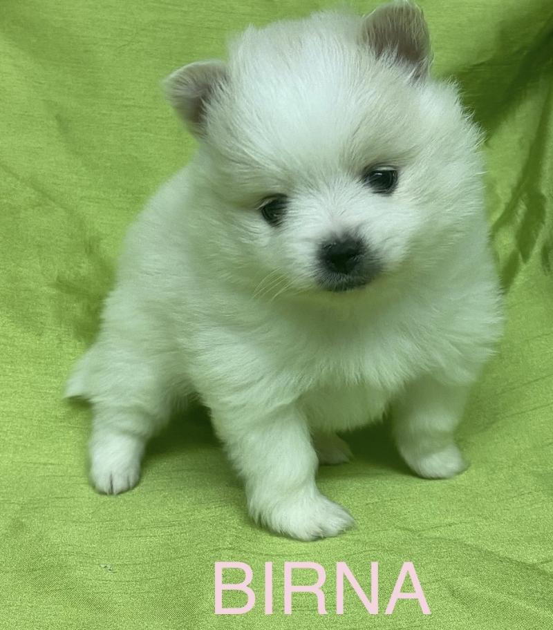 BIRNA spitz à réserver Femelle Spitz allemand