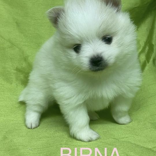 chiot Spitz allemand BIRNA spitz à réserver Domaine de la Chantelaie