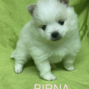 chiot Spitz allemand BIRNA spitz à réserver Domaine de la Chantelaie