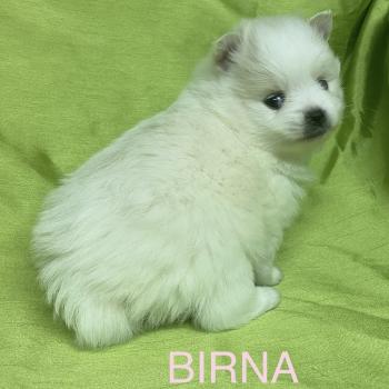 chiot Spitz allemand BIRNA spitz à réserver Domaine de la Chantelaie