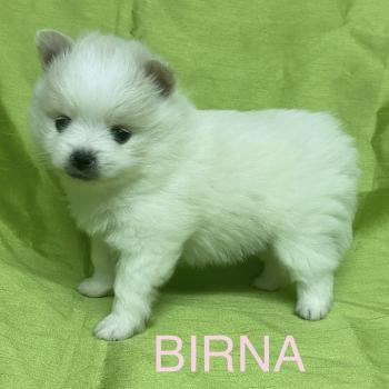 chiot Spitz allemand BIRNA spitz à réserver Domaine de la Chantelaie