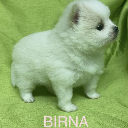 chiot Spitz allemand BIRNA spitz à réserver Domaine de la Chantelaie