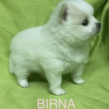 chiot Spitz allemand BIRNA spitz à réserver Domaine de la Chantelaie