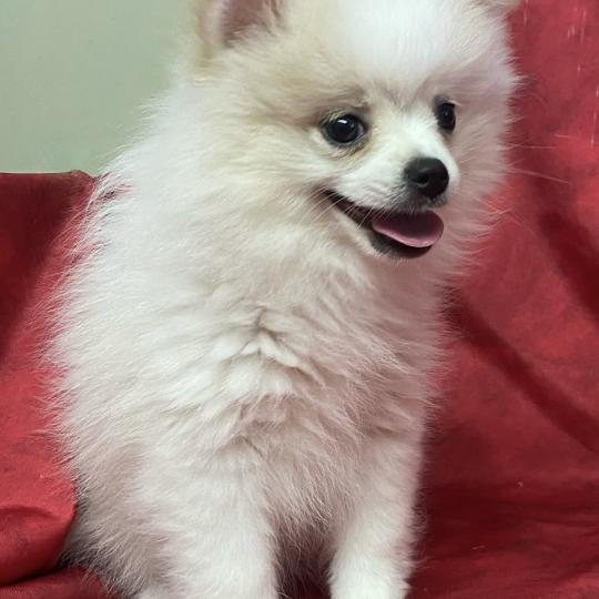 chiot Spitz allemand BIRNA spitz DISPONIBLE Domaine de la Chantelaie