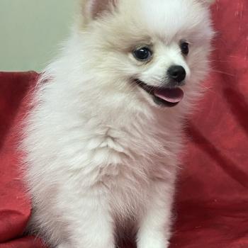 chiot Spitz allemand BIRNA spitz DISPONIBLE Domaine de la Chantelaie