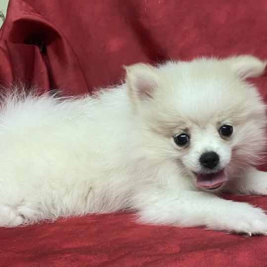 chiot Spitz allemand BIRNA spitz DISPONIBLE Domaine de la Chantelaie
