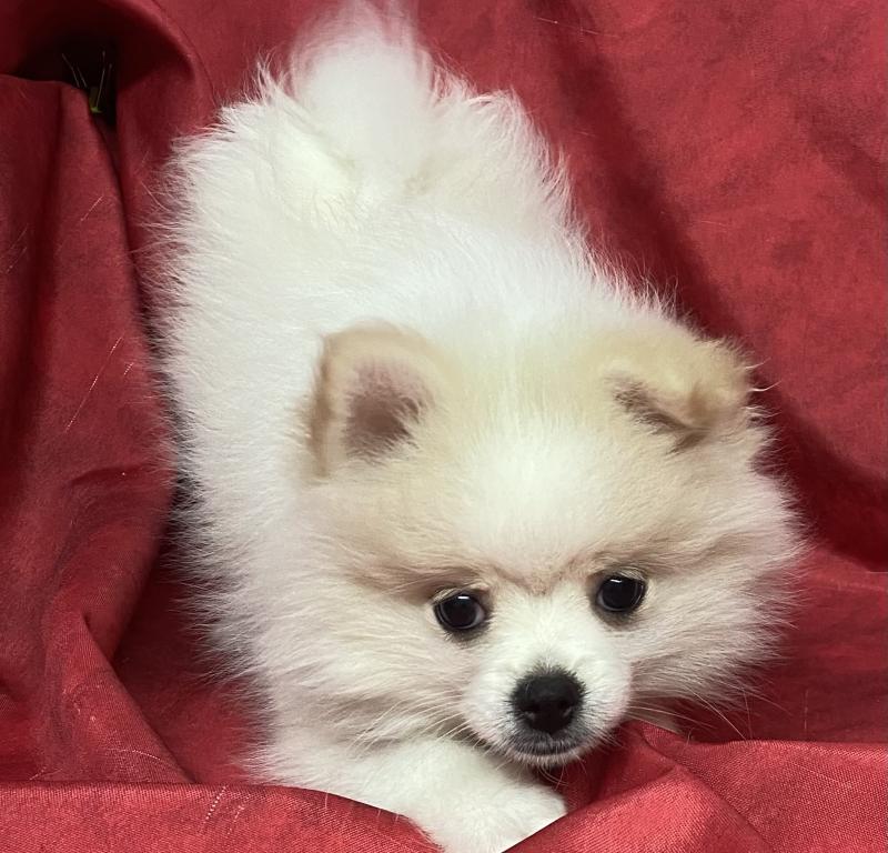 BIRNA spitz DISPONIBLE Femelle Spitz allemand