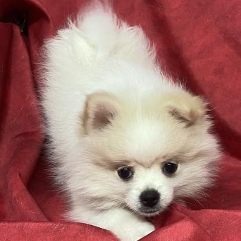 chiot Spitz allemand BIRNA spitz DISPONIBLE Domaine de la Chantelaie