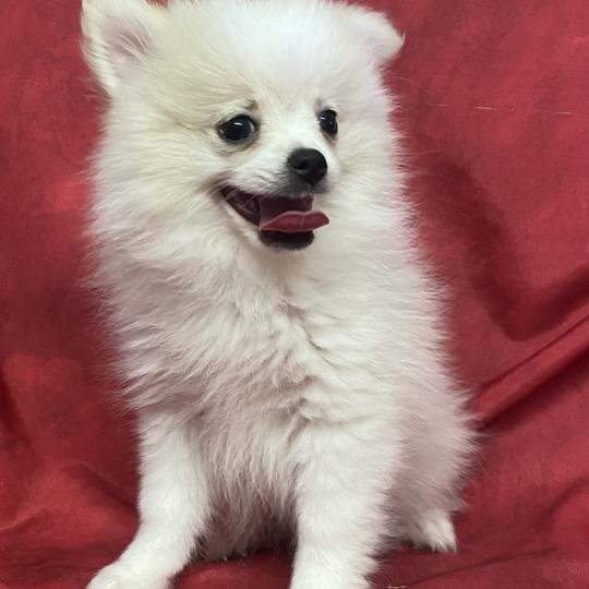 chiot Spitz allemand BIRNA spitz DISPONIBLE Domaine de la Chantelaie